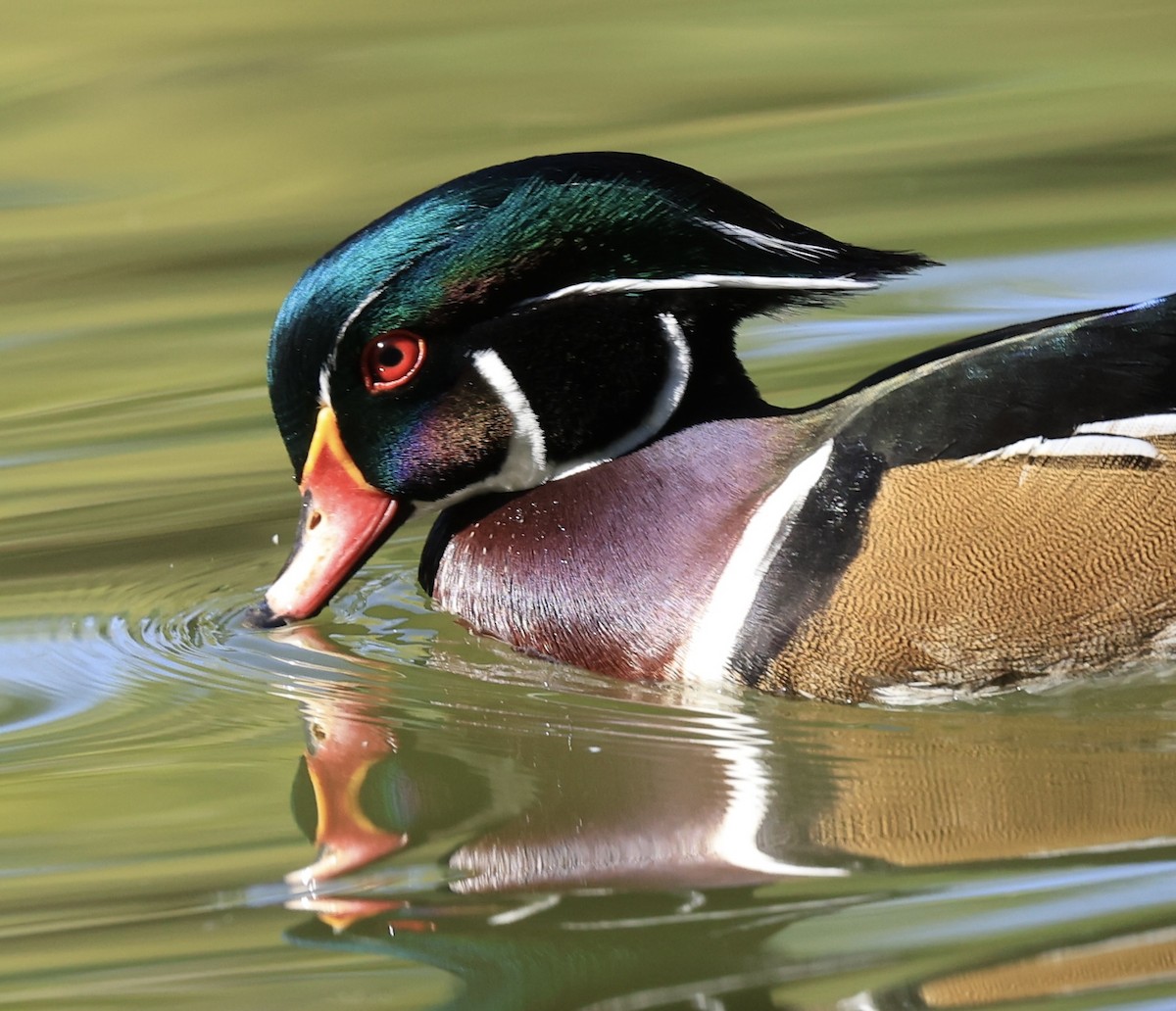 Wood Duck - ML624068580