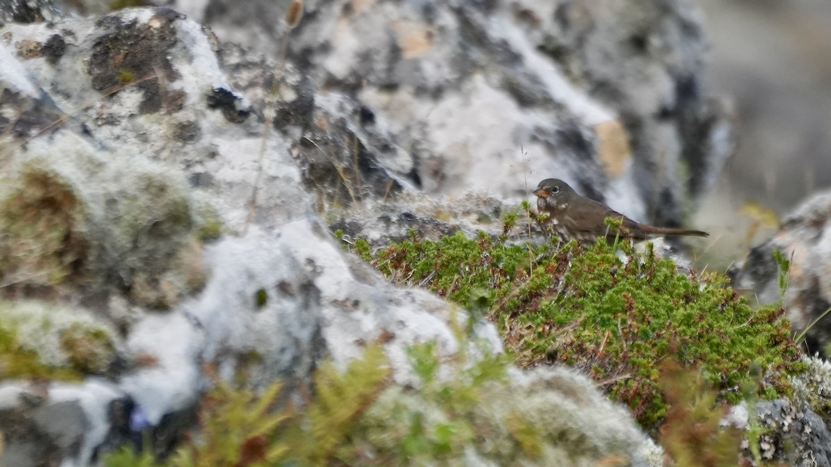 Fox Sparrow (Sooty) - ML624068601