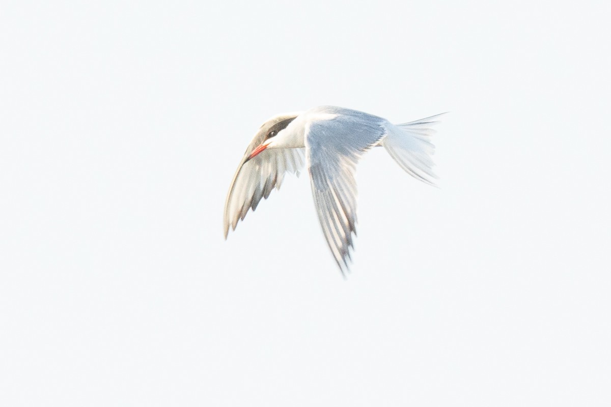 Common Tern - ML624068602