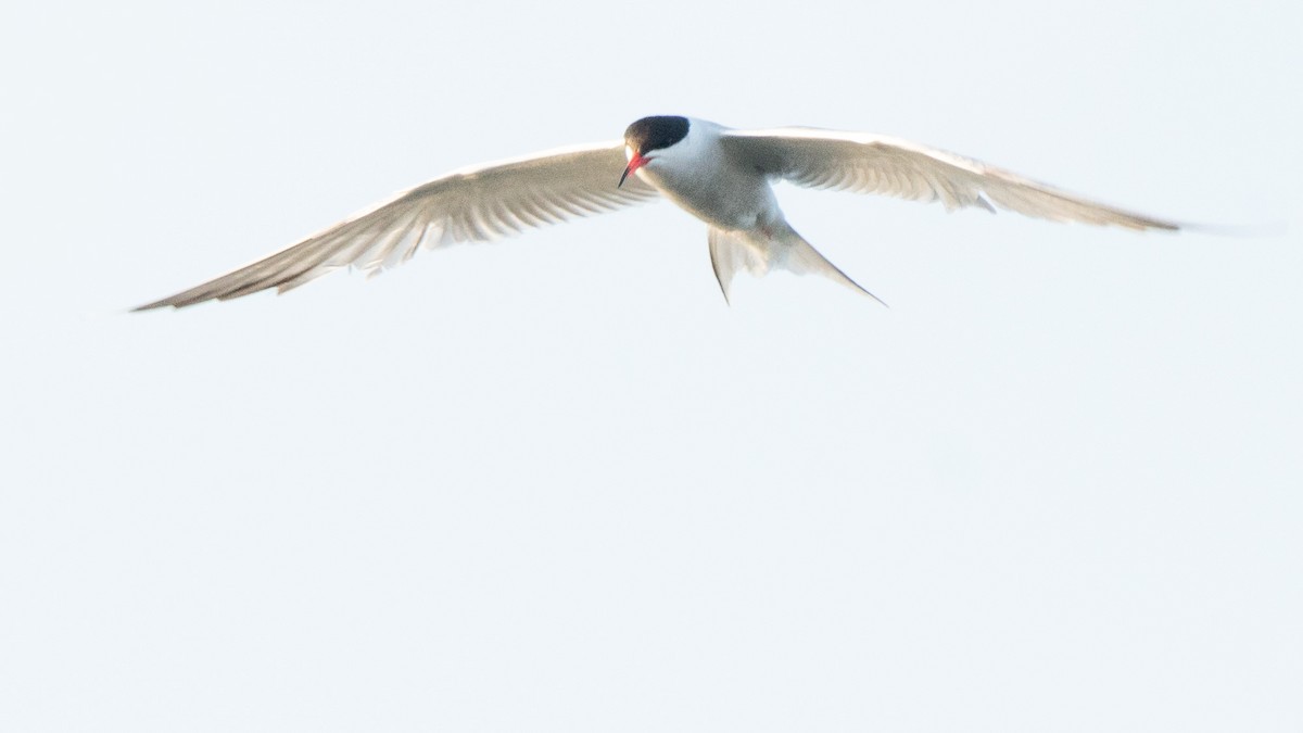 Common Tern - ML624068604