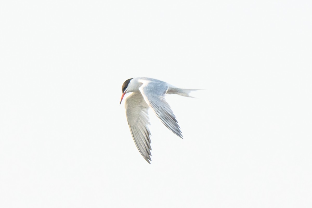 Common Tern - ML624068606