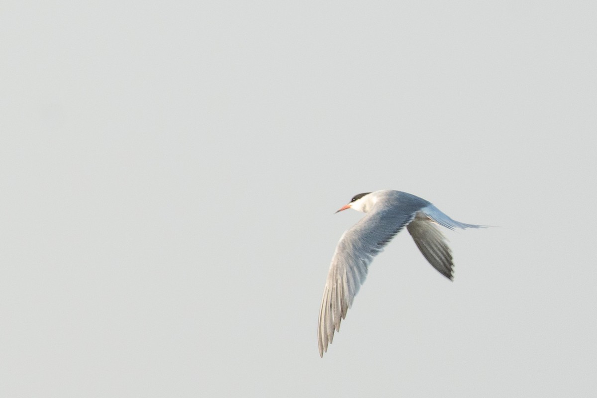 Common Tern - ML624068609