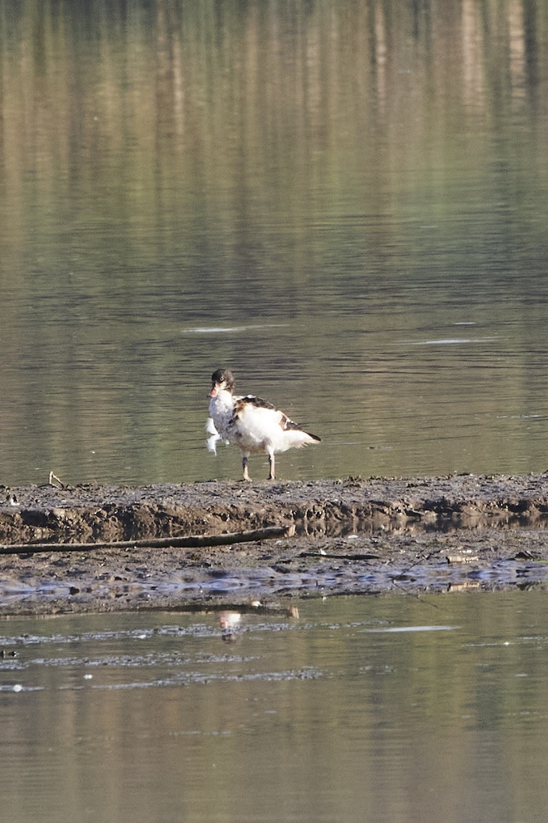 Common Shelduck - ML624068618