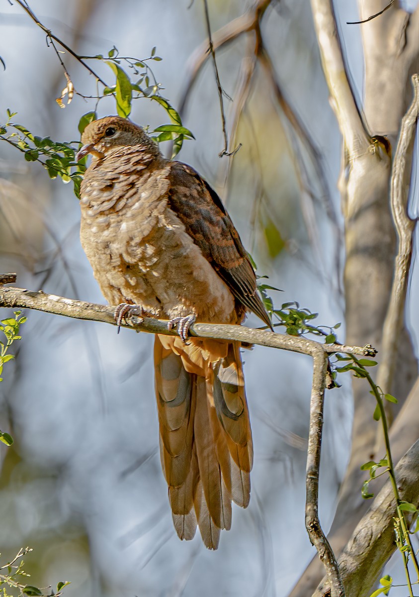 Brown Cuckoo-Dove - ML624068621