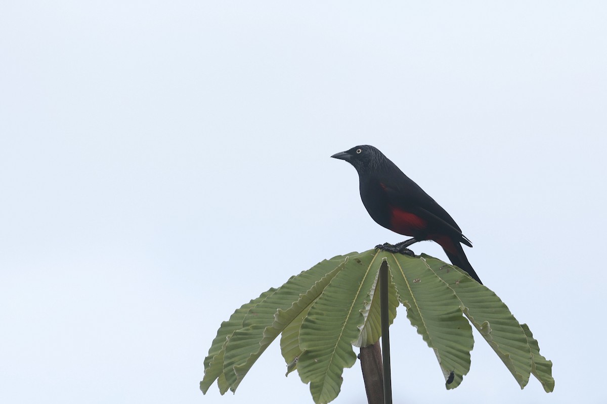 Red-bellied Grackle - ML624068622