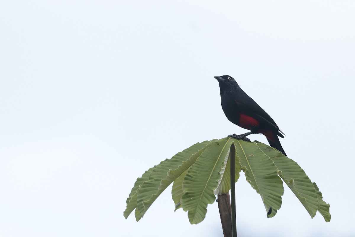 Red-bellied Grackle - ML624068623