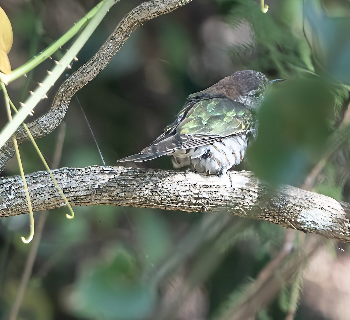 Shining Bronze-Cuckoo - ML624068624