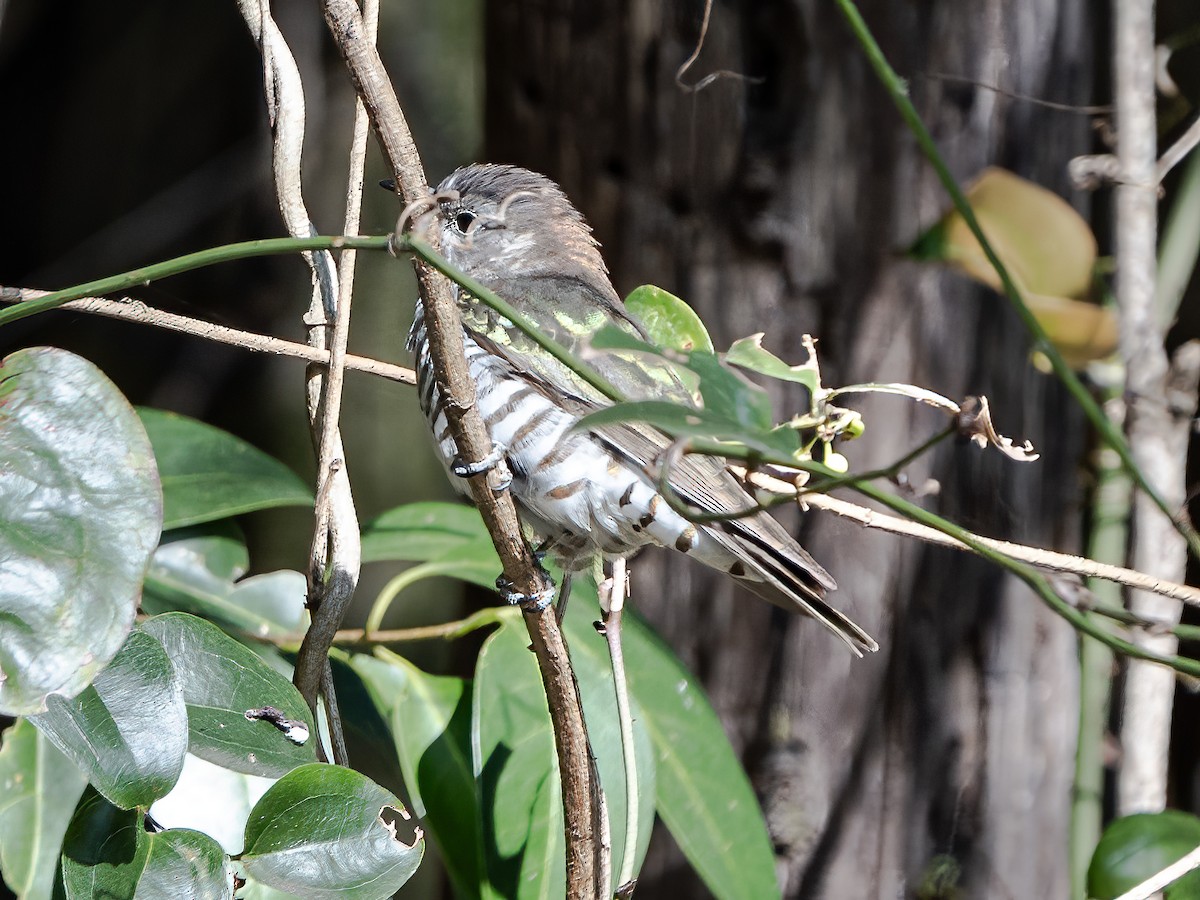 Shining Bronze-Cuckoo - ML624068625