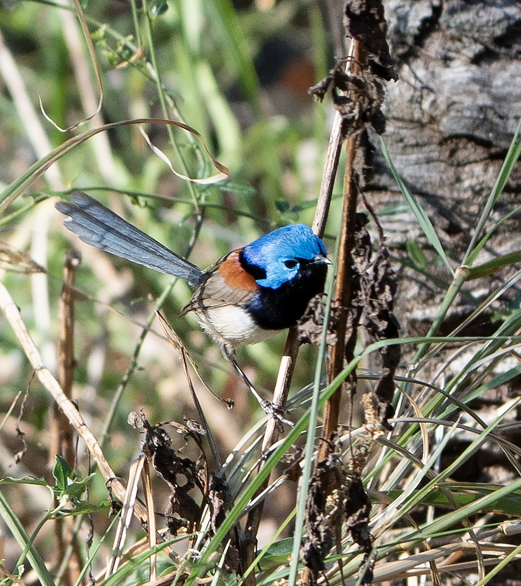 Variegated Fairywren - ML624068631