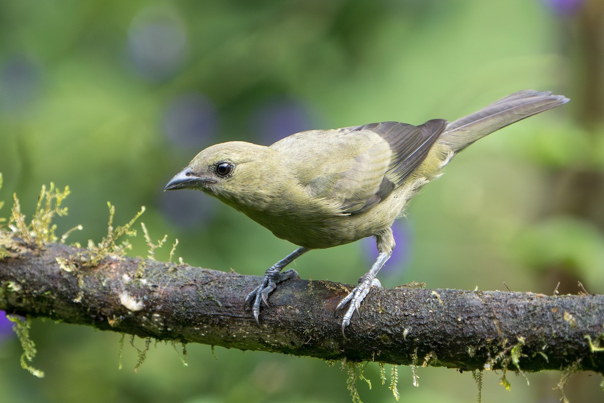 Palm Tanager - ML624068706