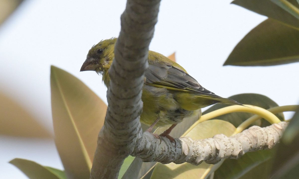 European Greenfinch - ML624068721