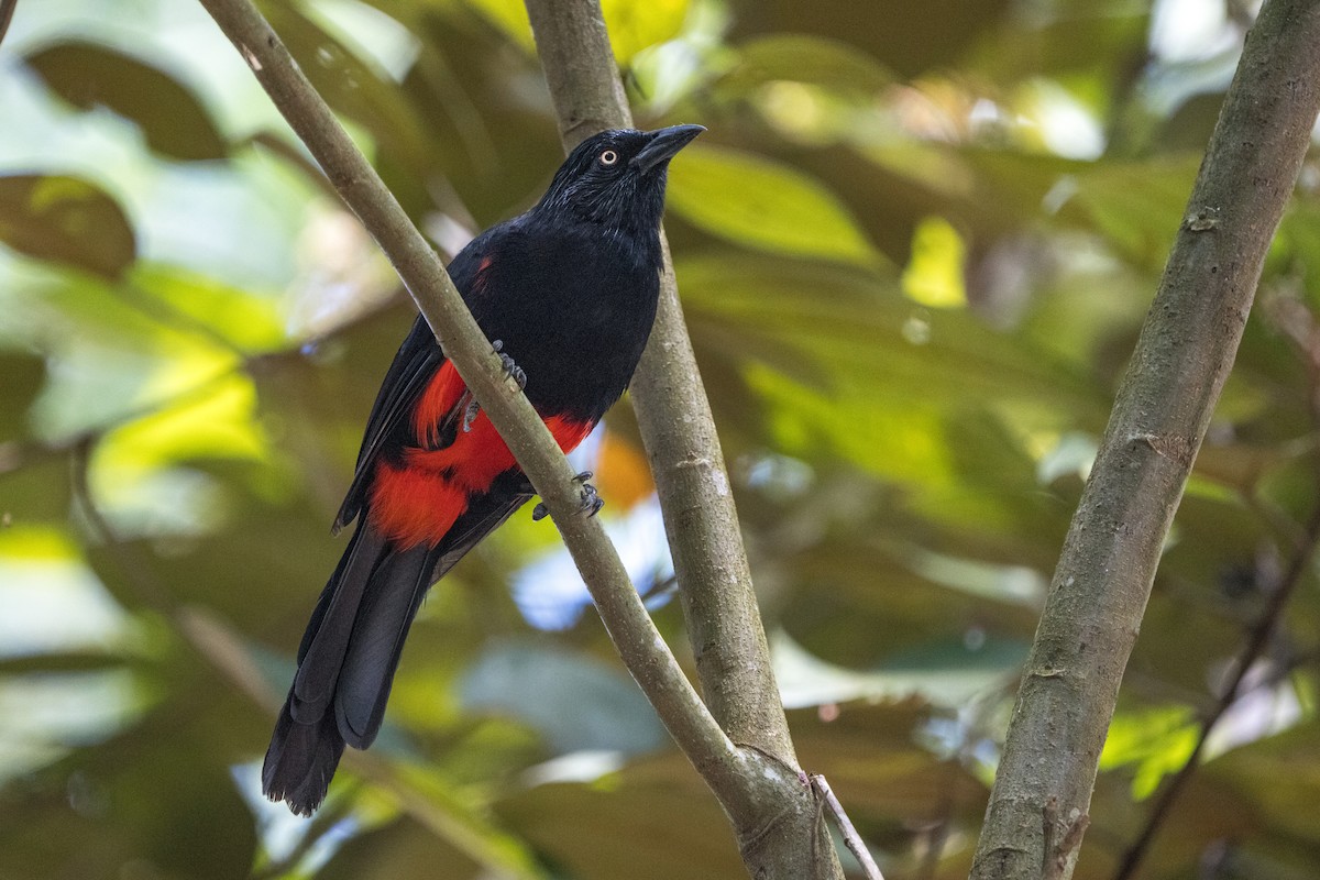 Red-bellied Grackle - Marc Kramer (Birding by Bus)