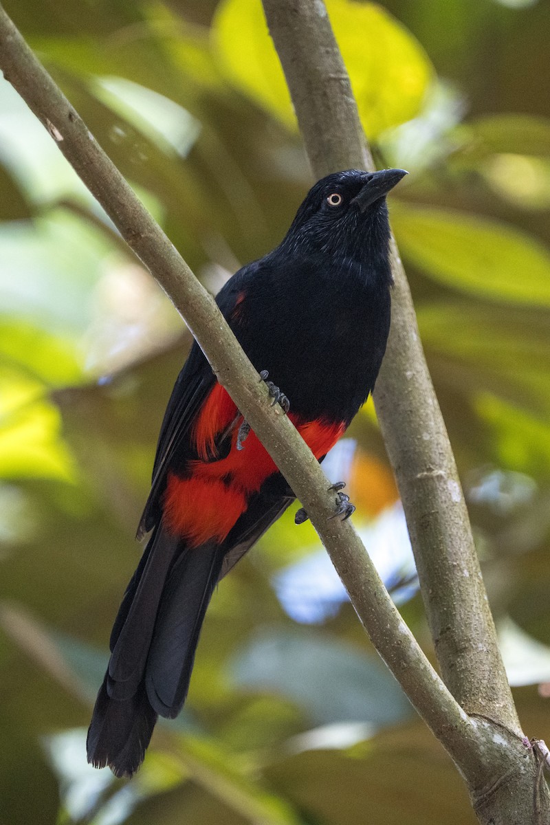 Red-bellied Grackle - ML624068724