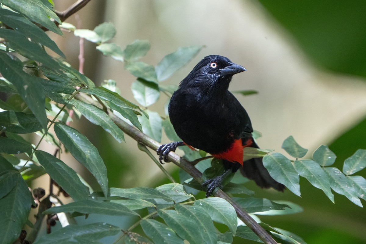 Red-bellied Grackle - ML624068725