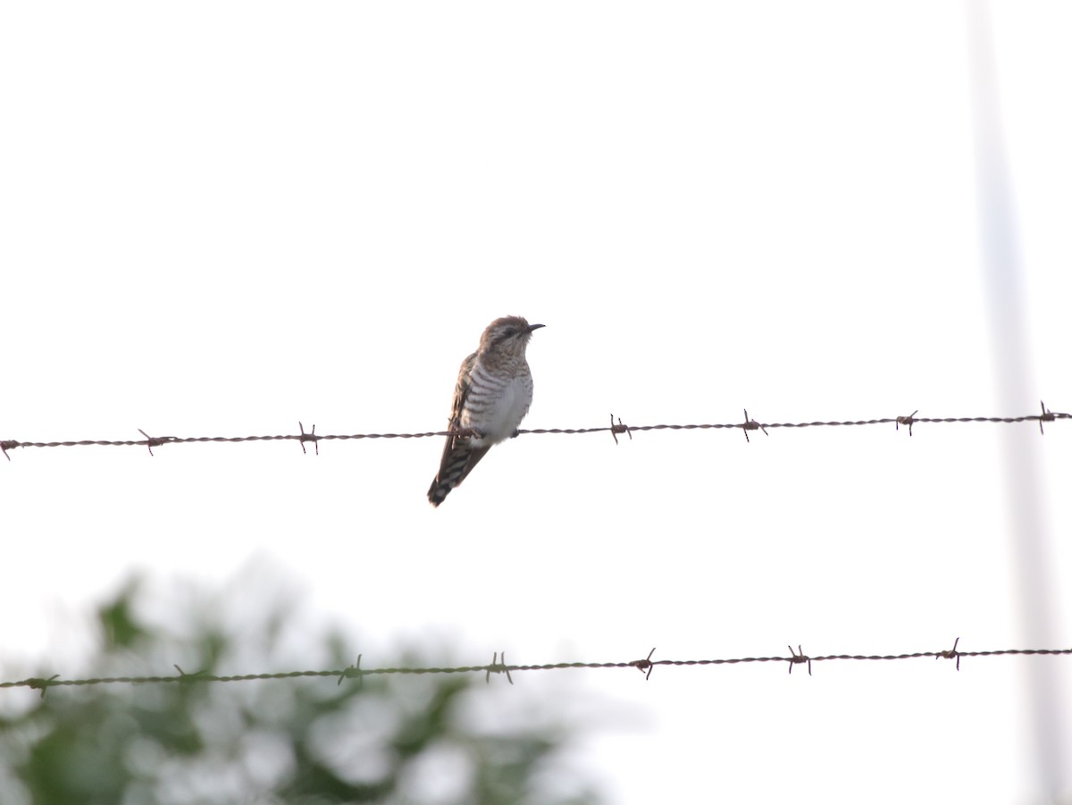 Horsfield's Bronze-Cuckoo - ML624068736