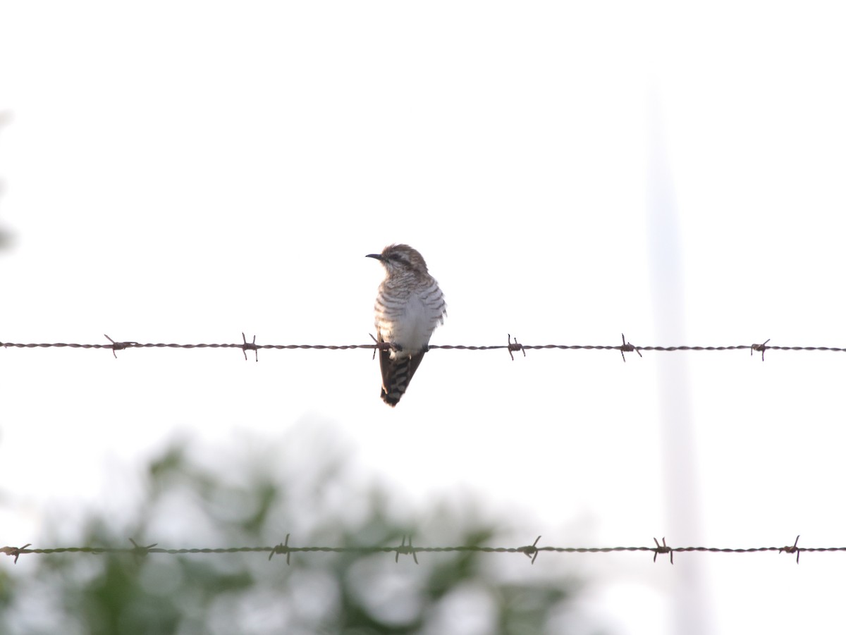 Horsfield's Bronze-Cuckoo - ML624068746