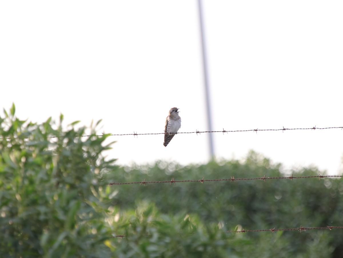 Horsfield's Bronze-Cuckoo - ML624068754