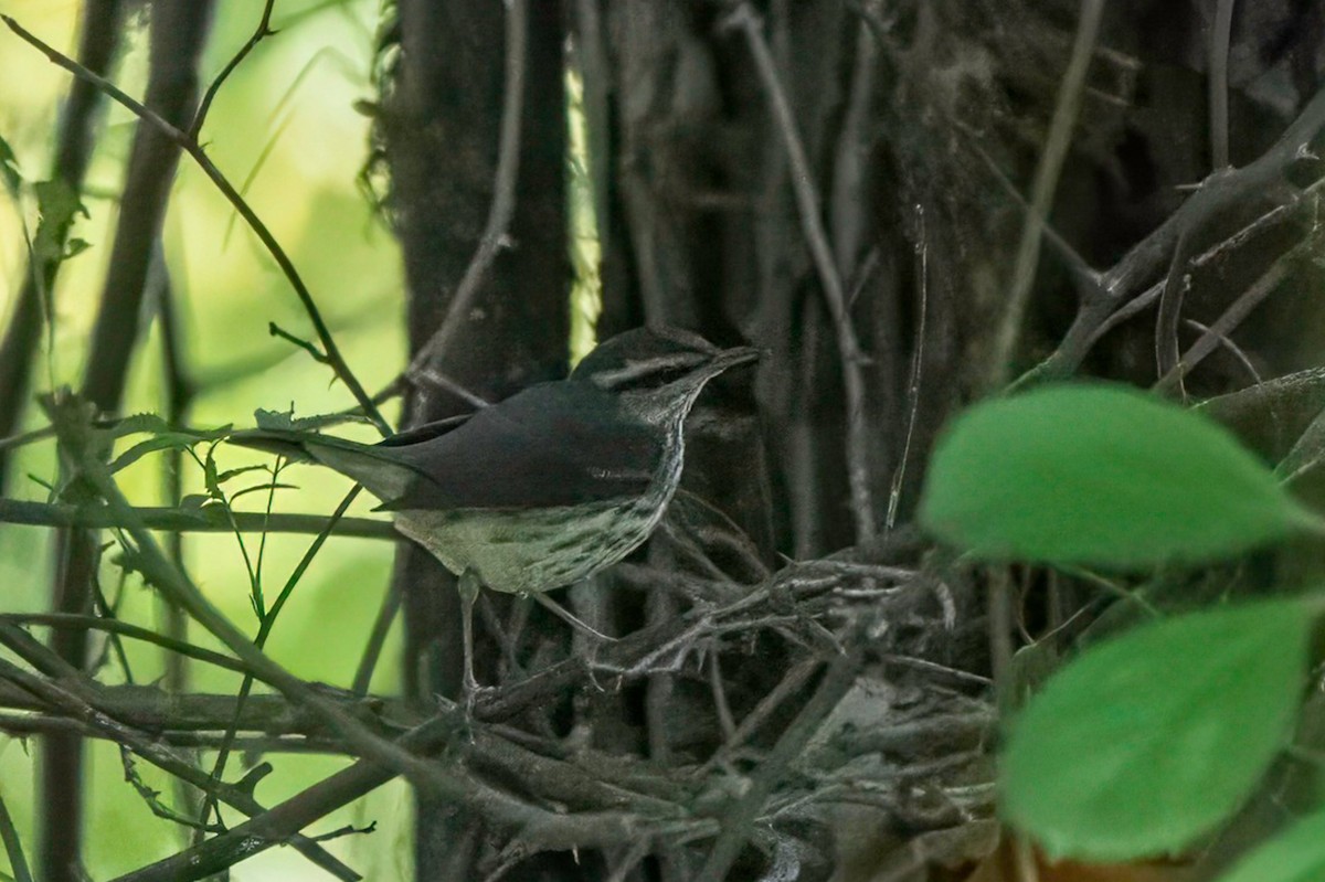 Northern Waterthrush - ML624068756