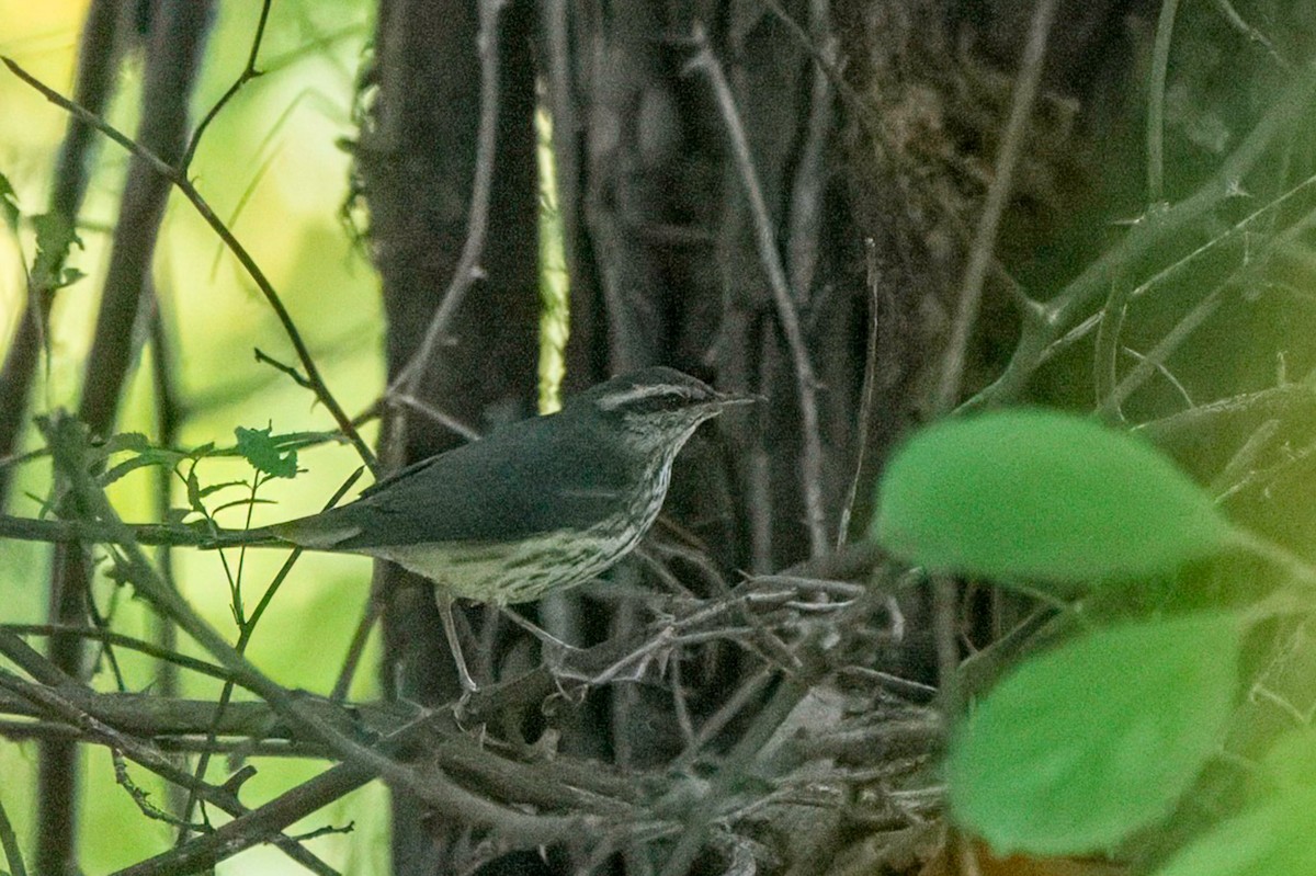 Northern Waterthrush - ML624068757