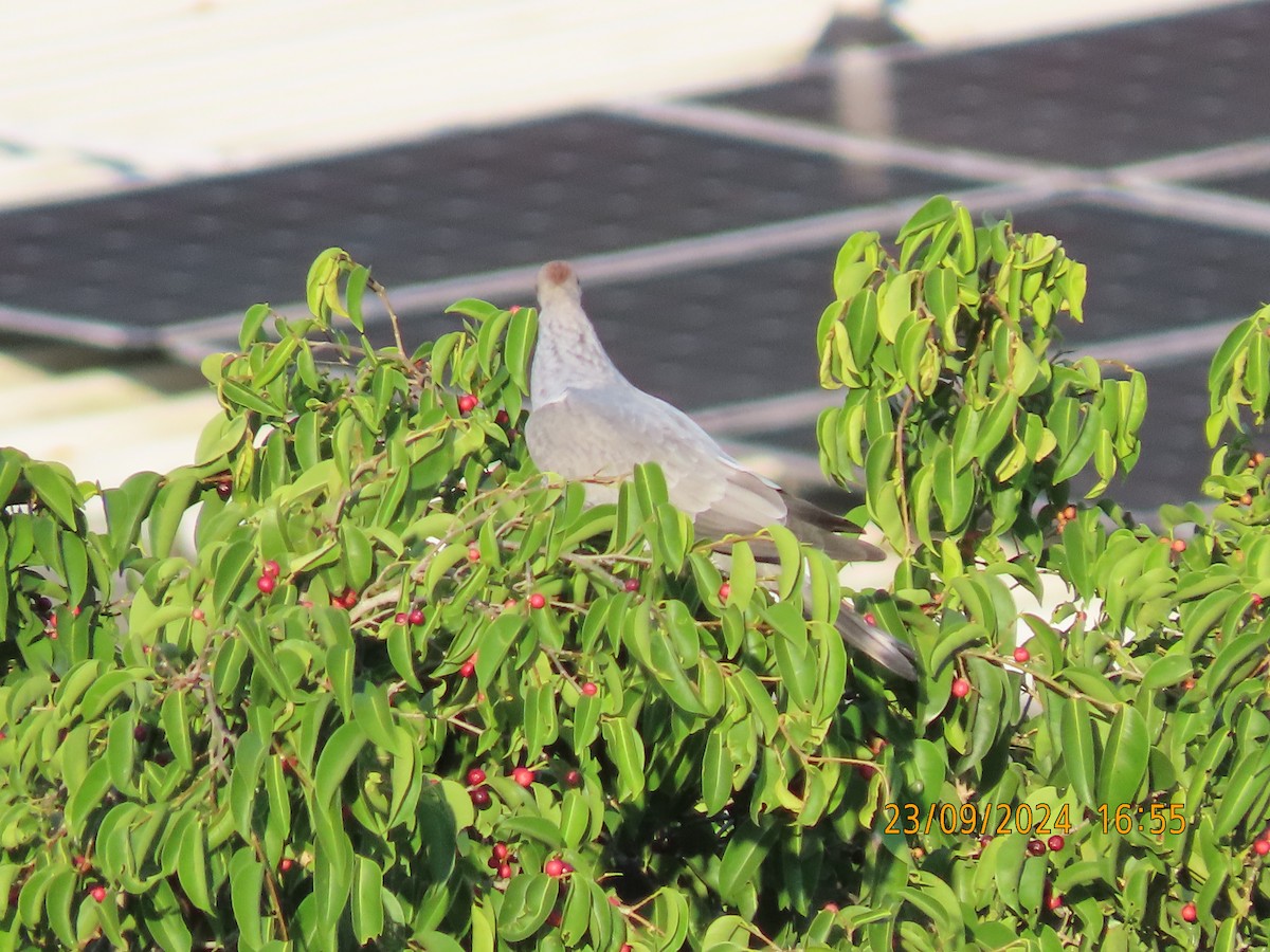 Topknot Pigeon - Norton Gill