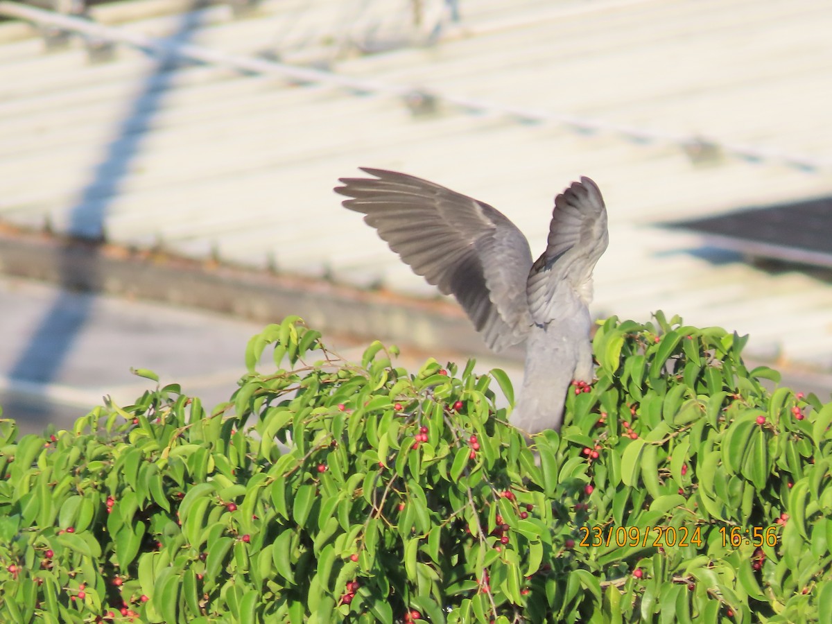 Topknot Pigeon - Norton Gill