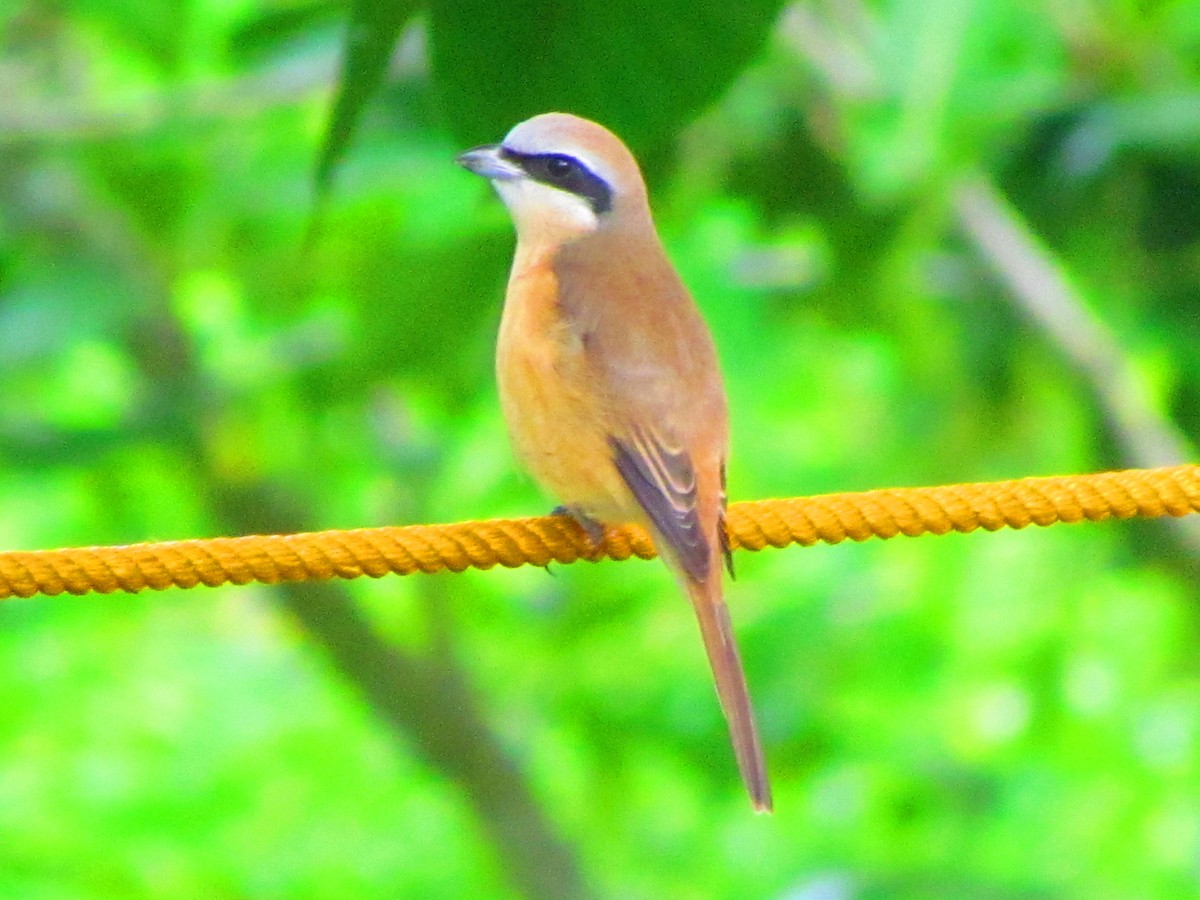 Brown Shrike - ML624068845