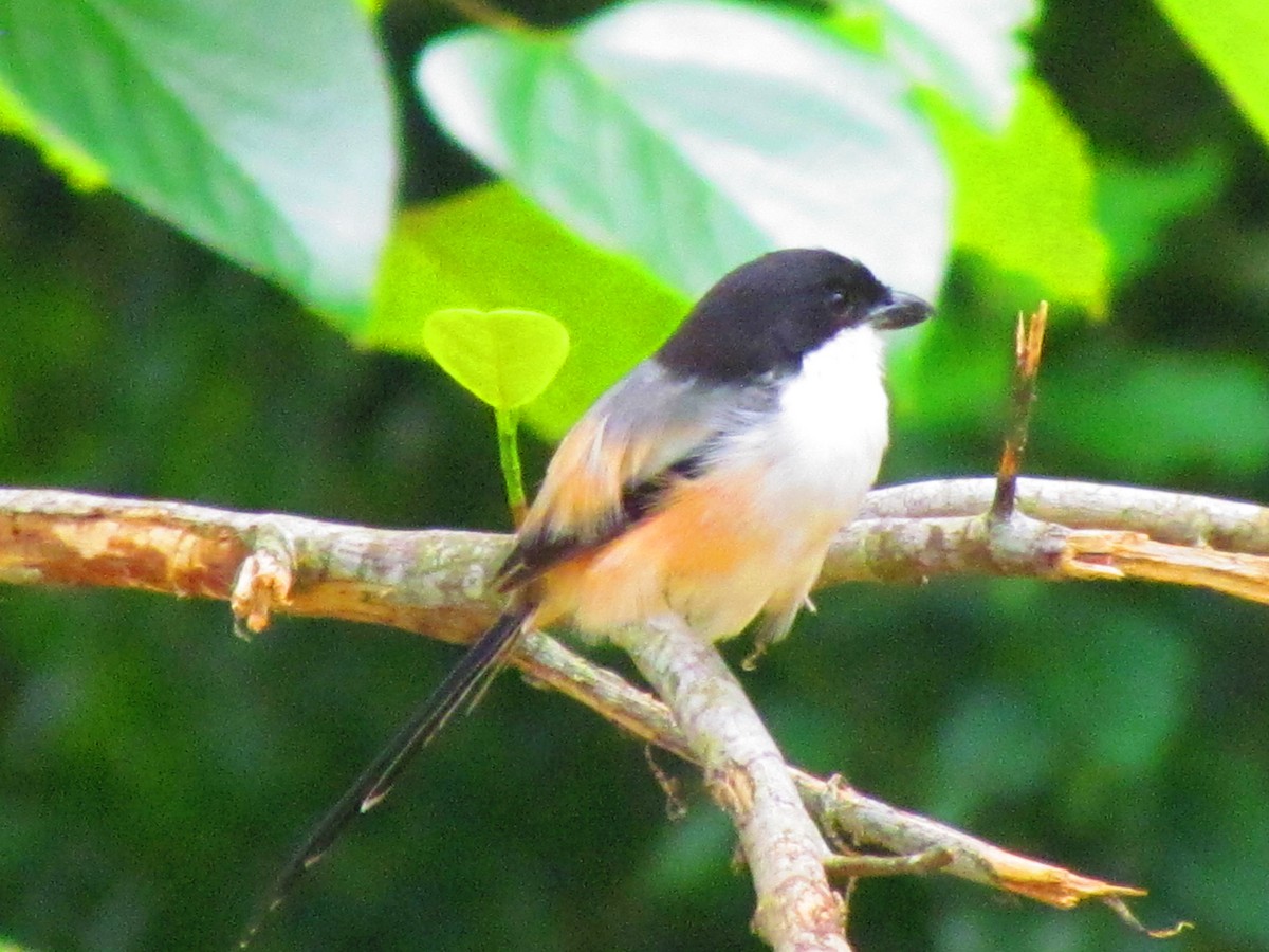 Long-tailed Shrike - ML624068847