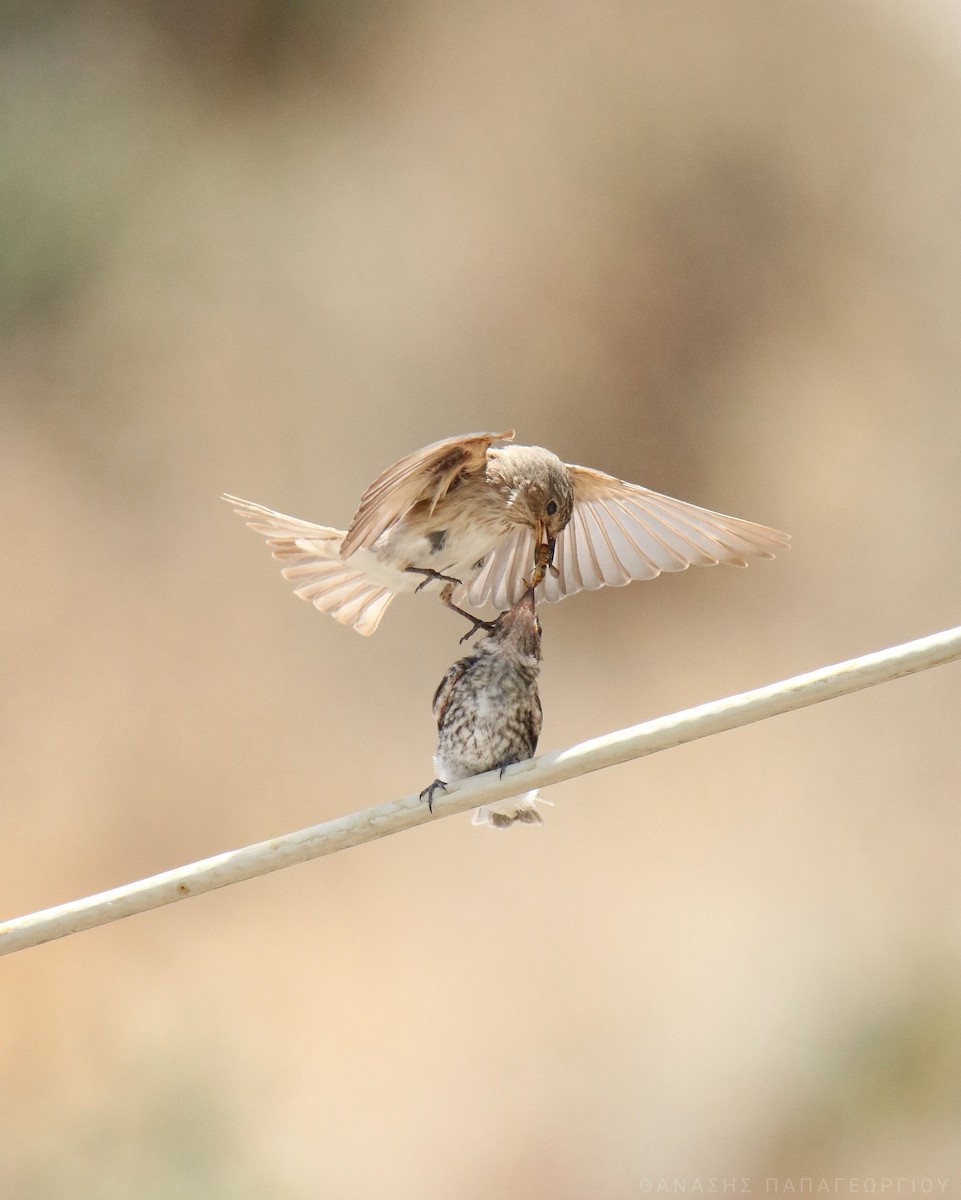 Spotted Flycatcher - ML624068849