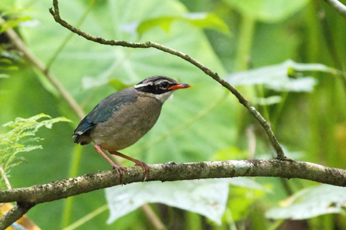 Bengalenpitta - ML624068862