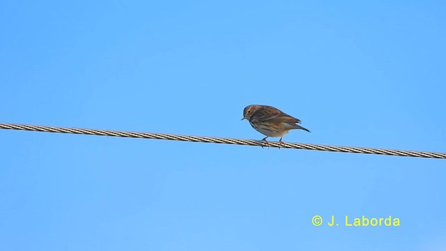 פפיון שדות - ML624068873