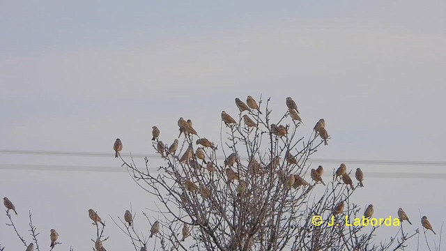 Corn Bunting - ML624068875