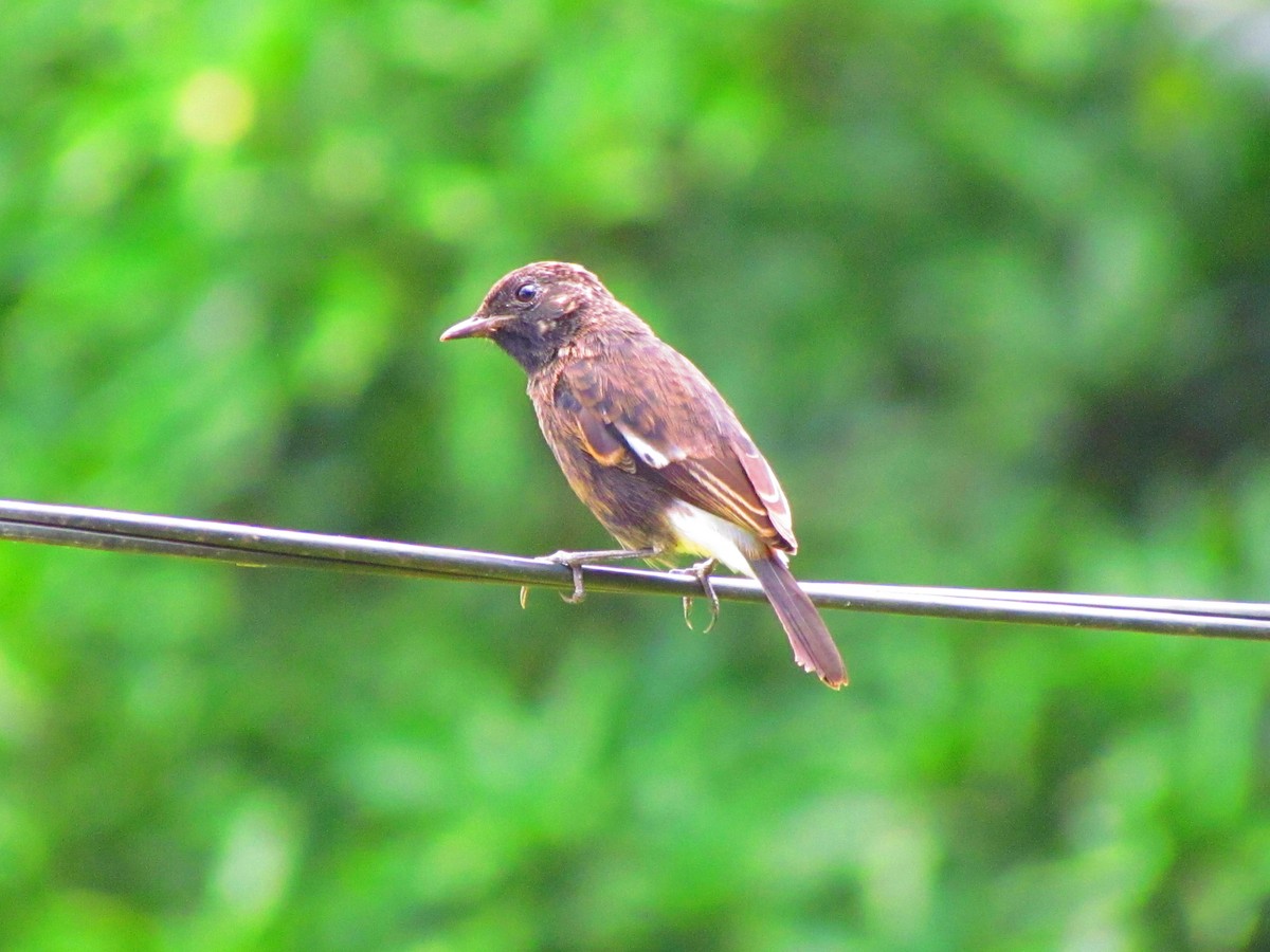 Pied Bushchat - ML624068886