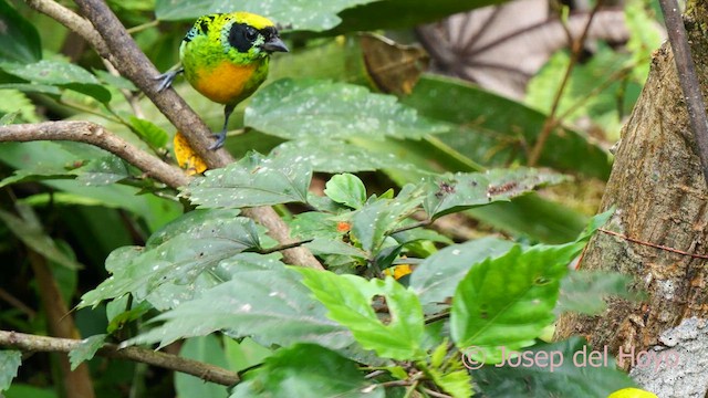 Blue-necked Tanager - ML624068892