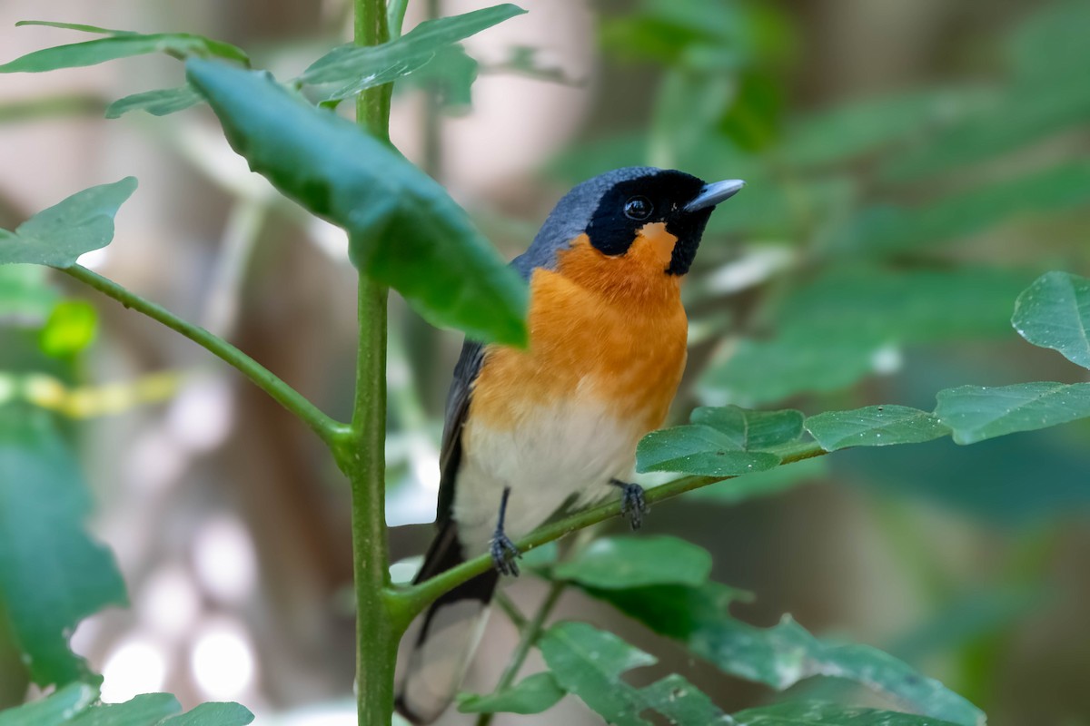 Spectacled Monarch - ML624068897