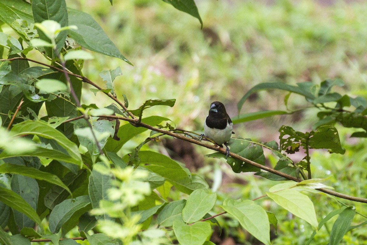 White-rumped Munia - ML624068900