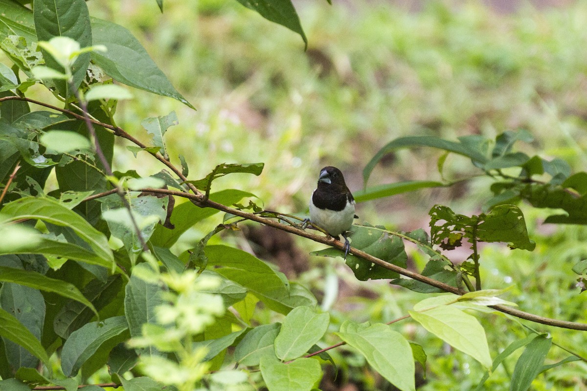 White-rumped Munia - ML624068901