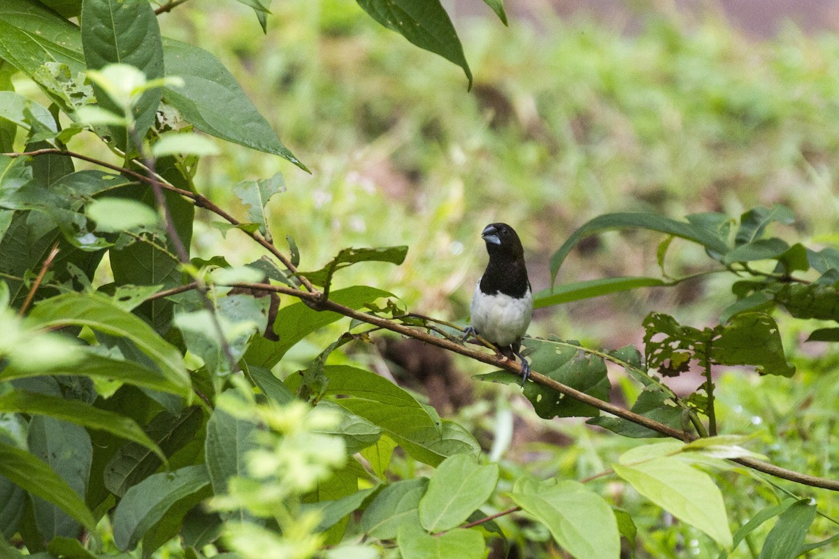 White-rumped Munia - Ramesh Shenai