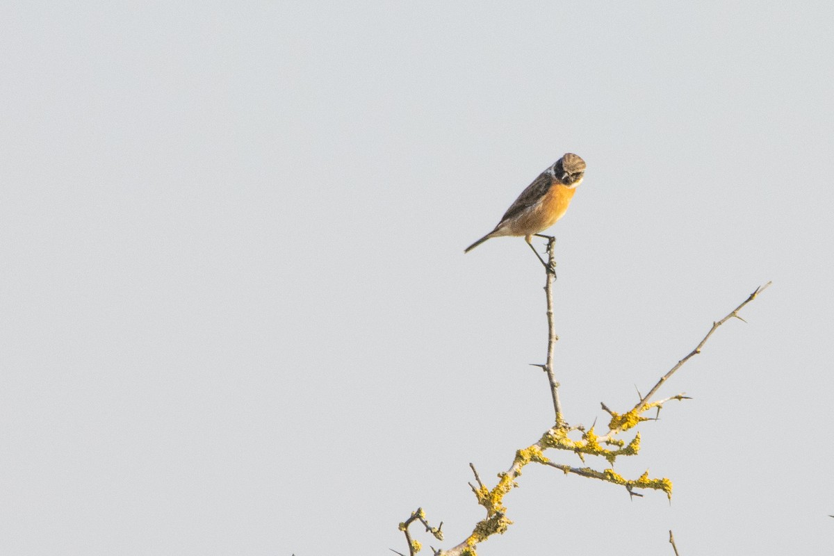 European Stonechat - Jeff Hullstrung