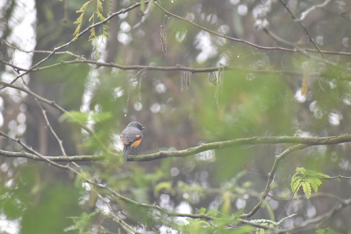 Small Minivet - ML624068958