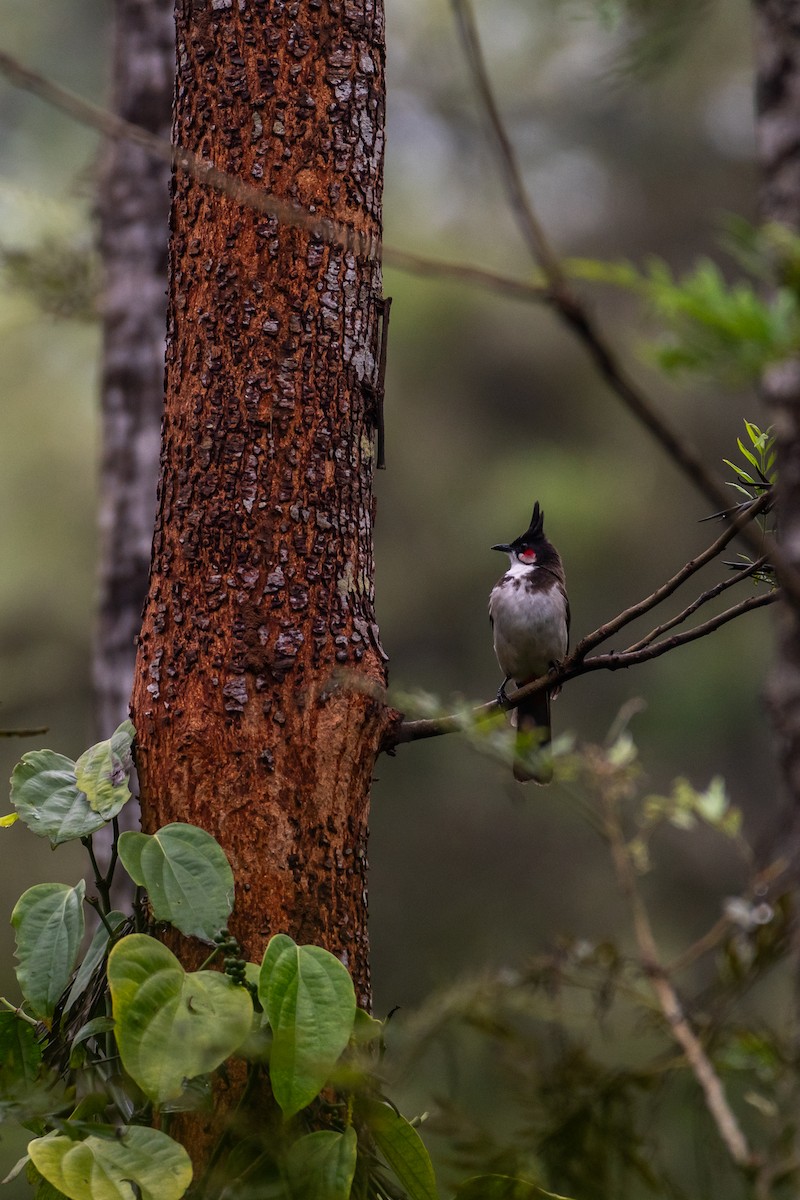 Red-whiskered Bulbul - ML624068959