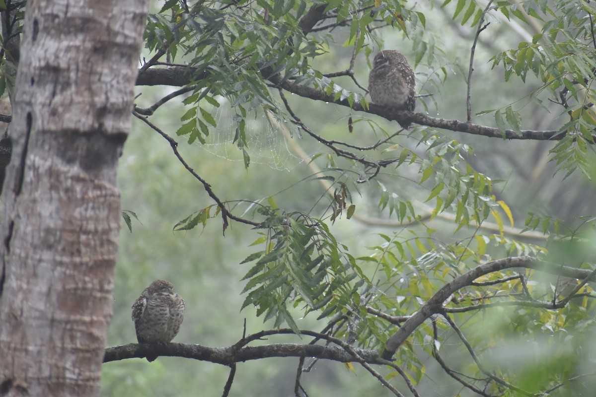 Spotted Owlet - ML624068960