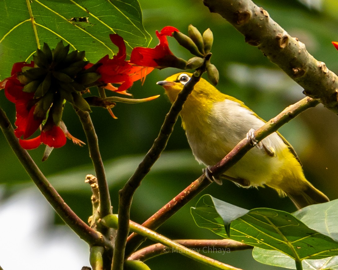 Indian White-eye - ML624068963