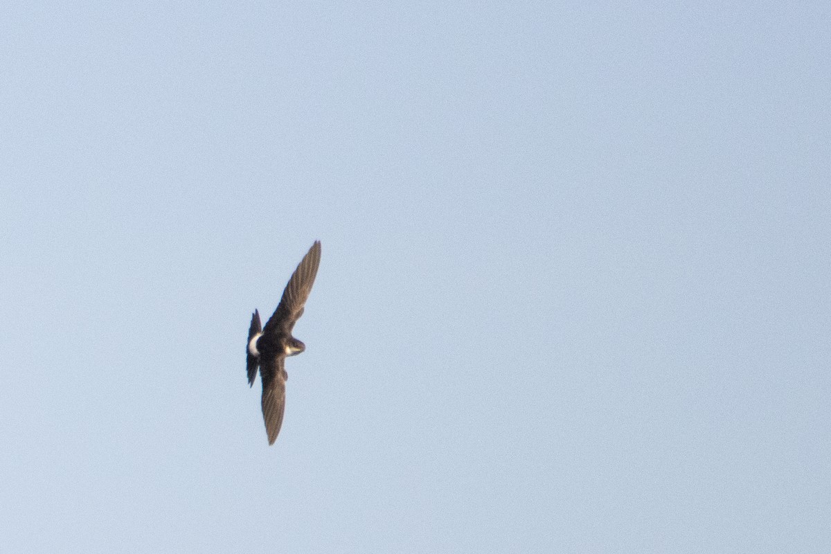 Western House-Martin - ML624068969