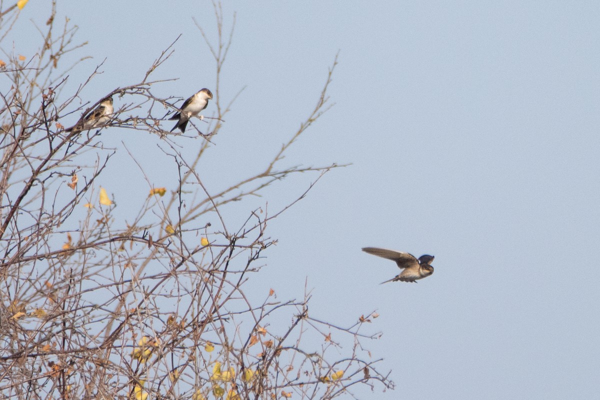 Western House-Martin - ML624068970