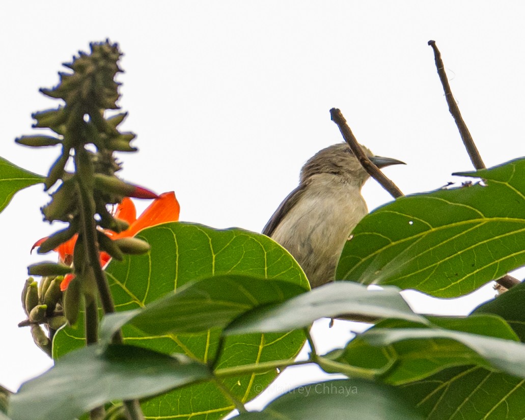 Nilgiri Flowerpecker - Maitrey Chhaya