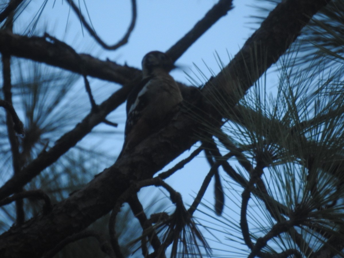 Himalayan Woodpecker - ML624069021