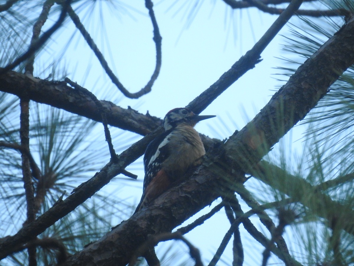 Himalayan Woodpecker - ML624069023