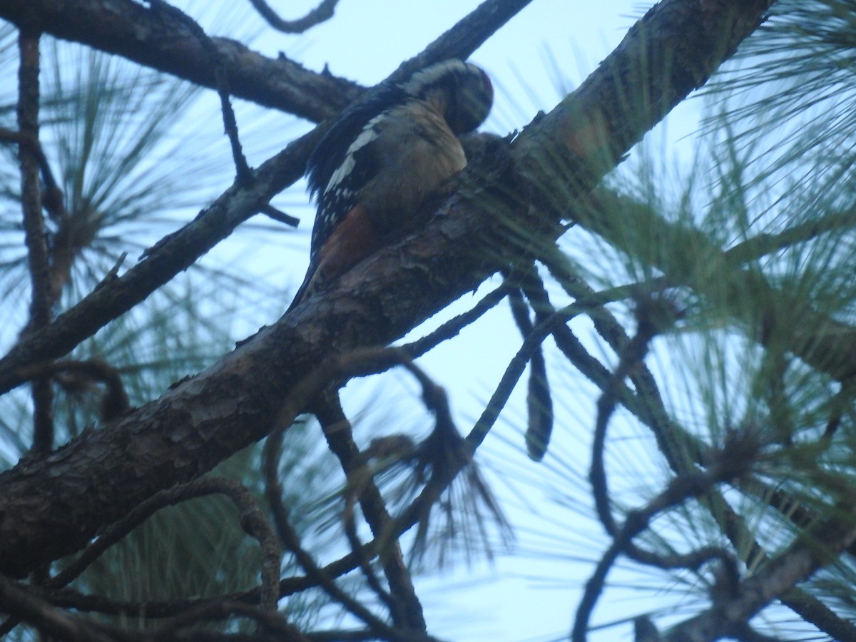 Himalayan Woodpecker - ML624069024