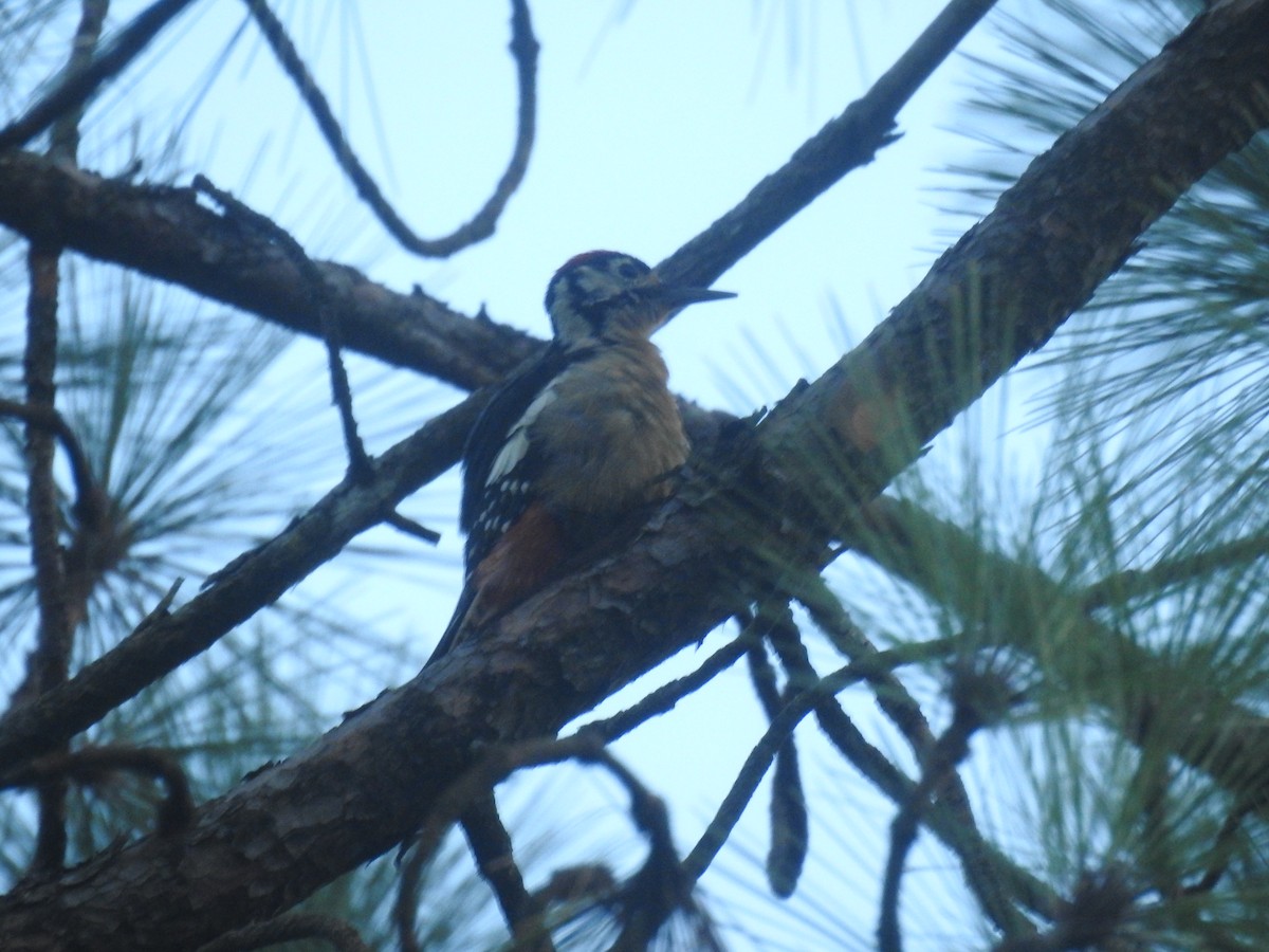 Himalayan Woodpecker - Senan D'Souza