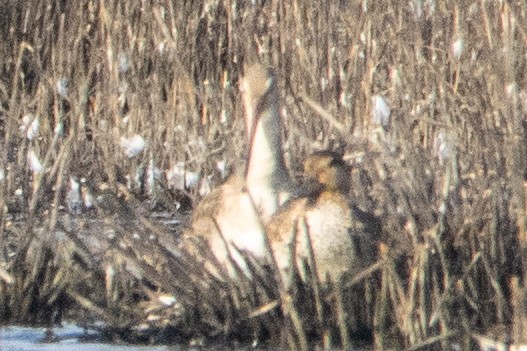 Black-tailed Godwit - Jeff Hullstrung